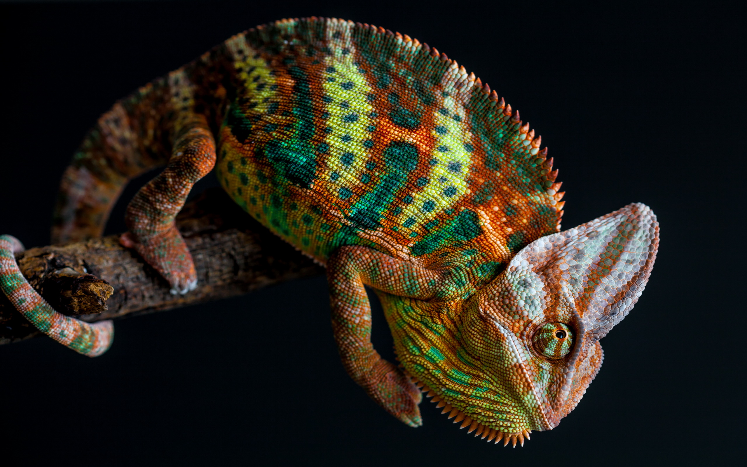 Nádherná fotografia chameleóna