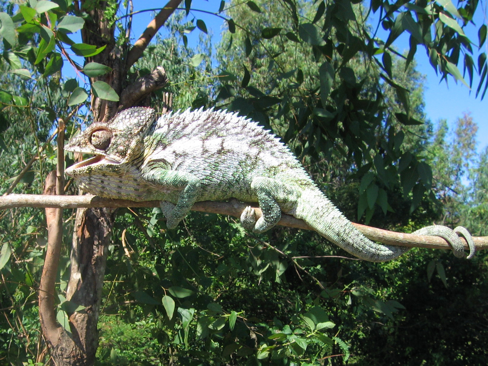 Chameleon, druh Furcifer z Madagacaru
