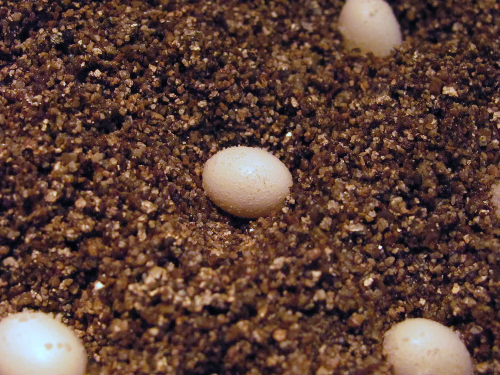Nakladené vajíčka druhu Furcifera, z Madagascaru